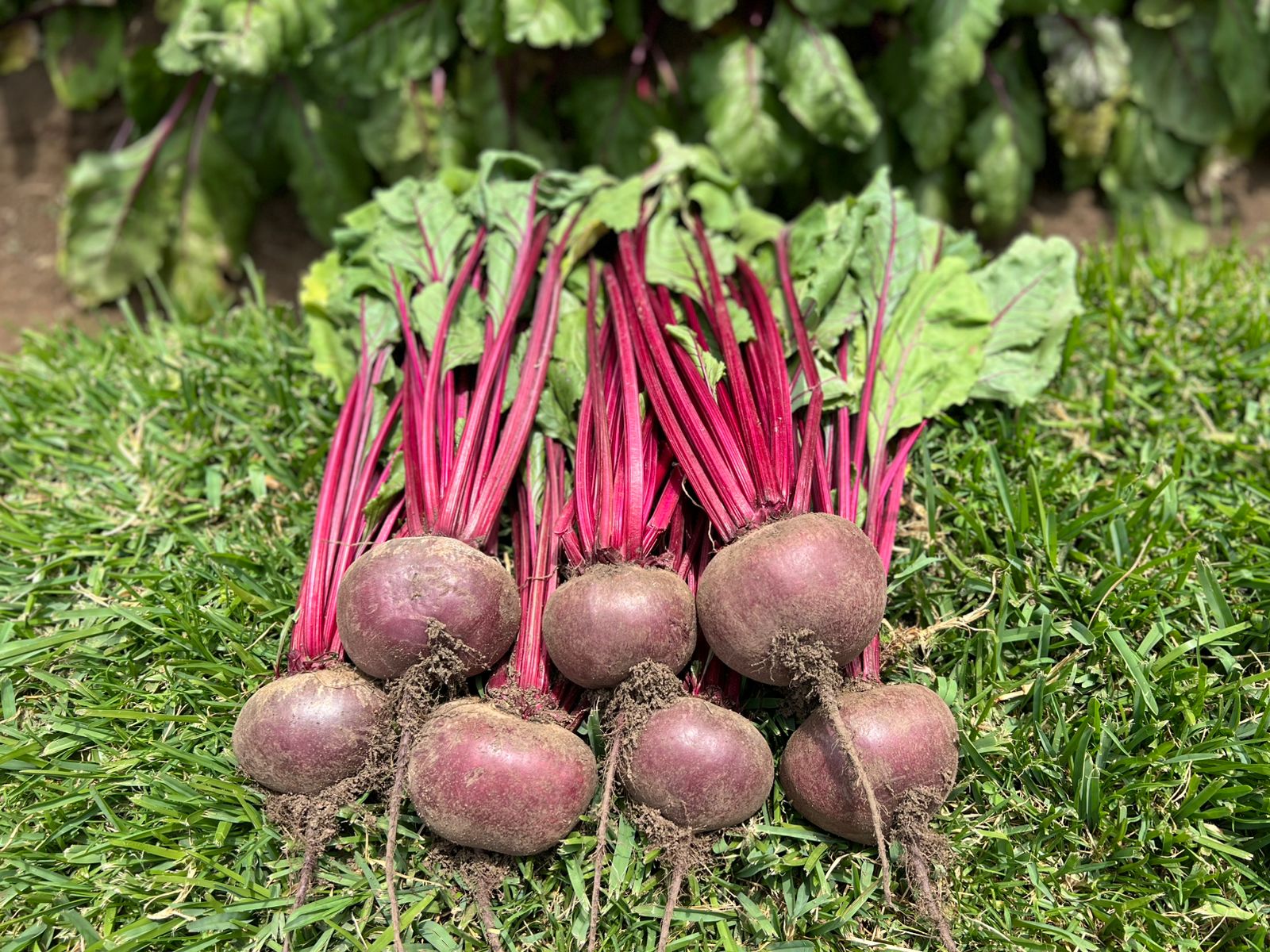 Beets