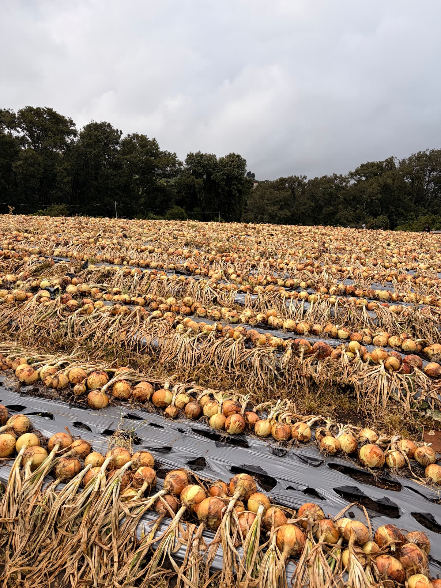Yellow Onions